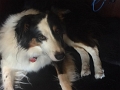 DogDaysOfSummer_2017 (6)